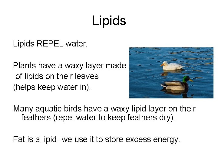 Lipids REPEL water. Plants have a waxy layer made of lipids on their leaves Lipids REPEL water. Plants have a waxy layer made of lipids on their leaves