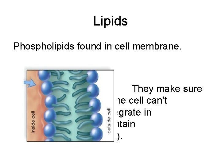 Lipids Phospholipids found in cell membrane. They make sure the cell can’t disintegrate in