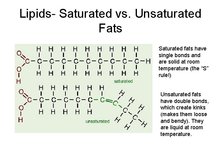 Lipids- Saturated vs. Unsaturated Fats Saturated fats have single bonds and are solid at