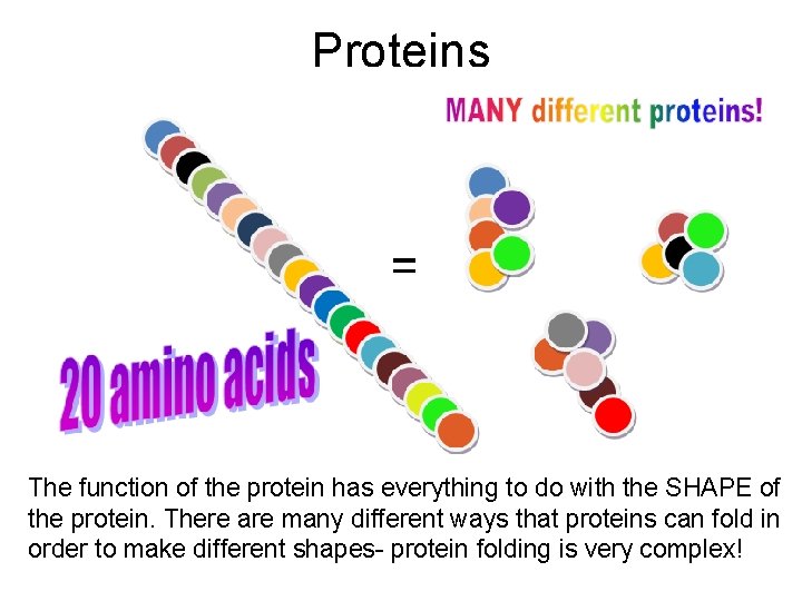 Proteins The function of the protein has everything to do with the SHAPE of Proteins The function of the protein has everything to do with the SHAPE of