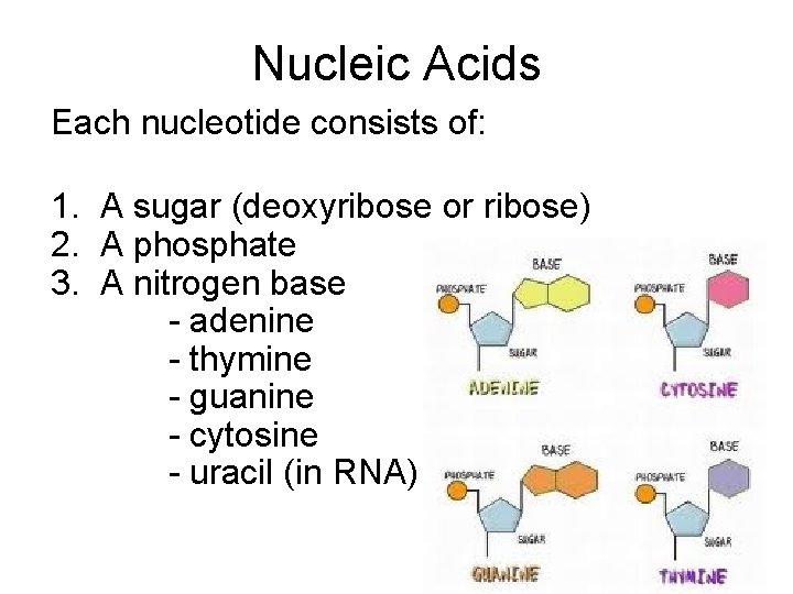 Nucleic Acids Each nucleotide consists of: 1. A sugar (deoxyribose or ribose) 2. A