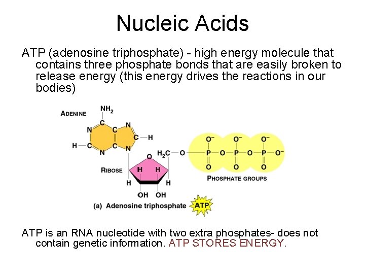 Nucleic Acids ATP (adenosine triphosphate) - high energy molecule that contains three phosphate bonds