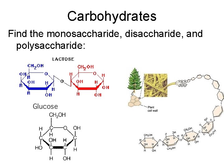 Carbohydrates Find the monosaccharide, disaccharide, and polysaccharide: 