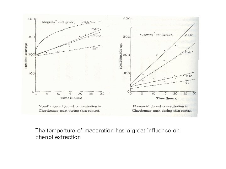 The temperture of maceration has a great influence on phenol extraction 