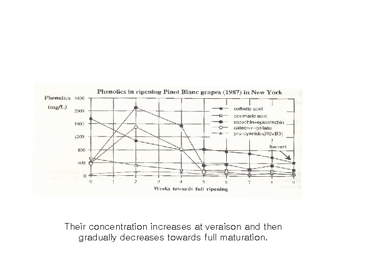 Their concentration increases at veraison and then gradually decreases towards full maturation. 