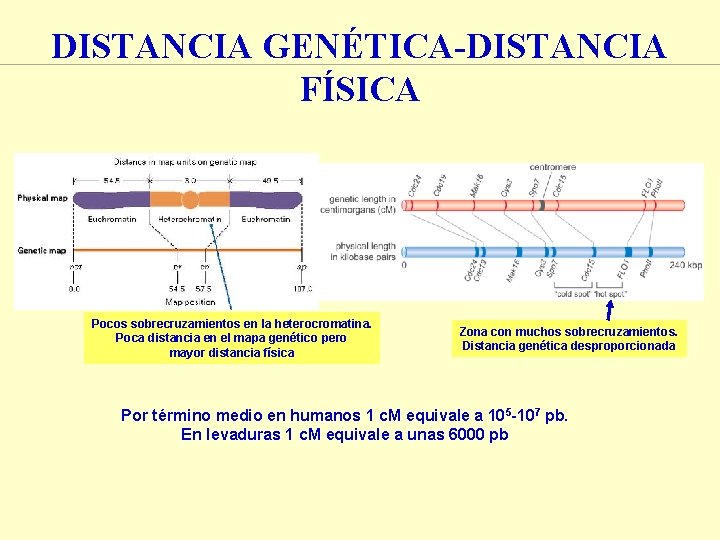 DISTANCIA GENÉTICA-DISTANCIA FÍSICA Pocos sobrecruzamientos en la heterocromatina. Poca distancia en el mapa genético