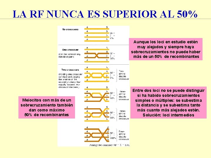 LA RF NUNCA ES SUPERIOR AL 50% Aunque los loci en estudio estén muy