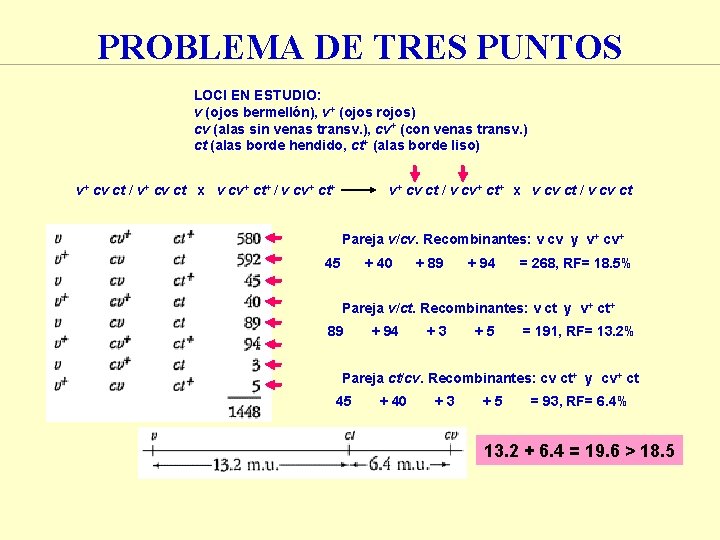 PROBLEMA DE TRES PUNTOS LOCI EN ESTUDIO: v (ojos bermellón), v+ (ojos rojos) cv