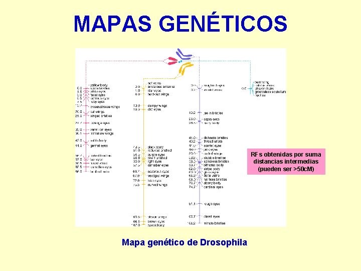 MAPAS GENÉTICOS RFs obtenidas por suma distancias intermedias (pueden ser >50 c. M) Mapa