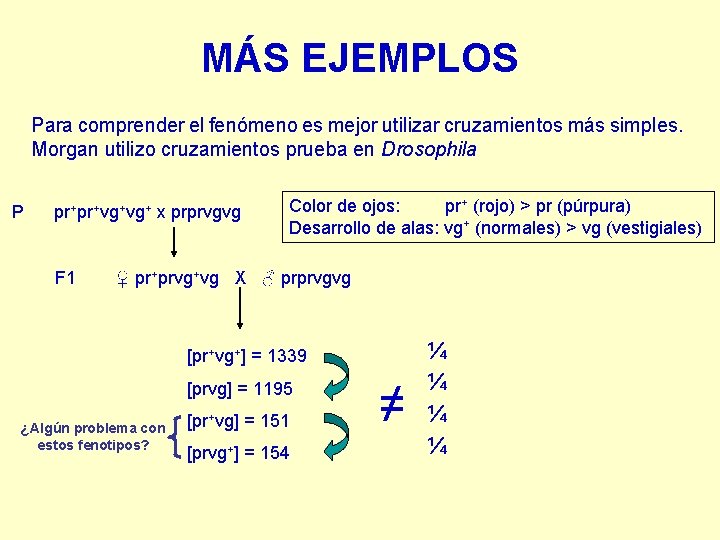 MÁS EJEMPLOS Para comprender el fenómeno es mejor utilizar cruzamientos más simples. Morgan utilizo