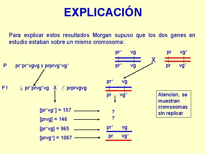 EXPLICACIÓN Para explicar estos resultados Morgan supuso que los dos genes en estudio estaban