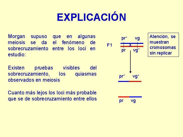 EXPLICACIÓN Morgan supuso que en algunas meiosis se da el fenómeno de sobrecruzamiento entre