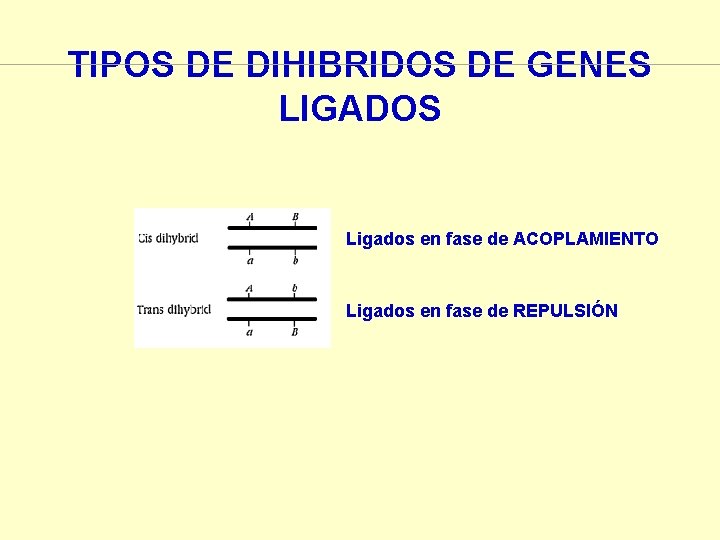 TIPOS DE DIHIBRIDOS DE GENES LIGADOS Ligados en fase de ACOPLAMIENTO Ligados en fase