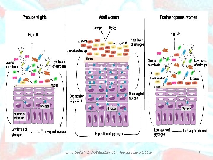 A II-a Conferință Medicina Sexuală și Proceere Umană, 2019 7 