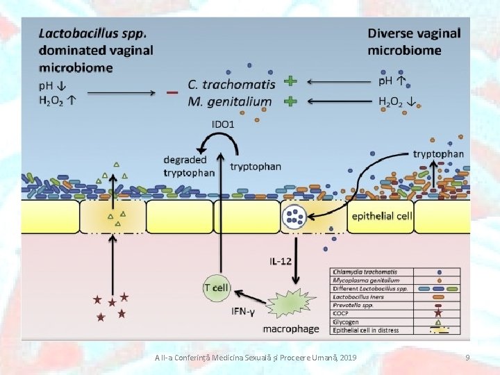 A II-a Conferință Medicina Sexuală și Proceere Umană, 2019 9 