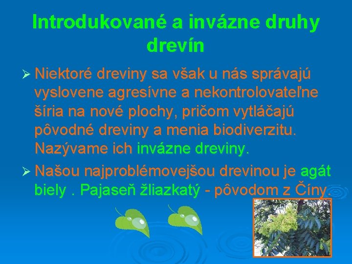 Introdukované a invázne druhy drevín Ø Niektoré dreviny sa však u nás správajú vyslovene