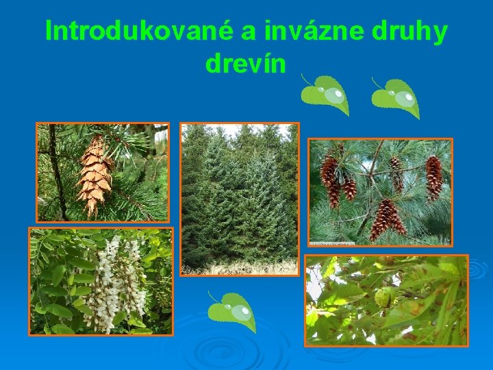 Introdukované a invázne druhy drevín 