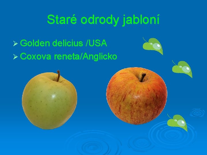 Staré odrody jabloní Ø Golden delicius /USA Ø Coxova reneta/Anglicko 