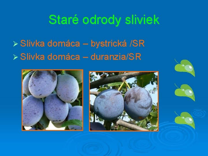 Staré odrody sliviek Ø Slivka domáca – bystrická /SR Ø Slivka domáca – duranzia/SR