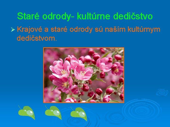 Staré odrody- kultúrne dedičstvo Ø Krajové a staré odrody sú naším kultúrnym dedičstvom. 