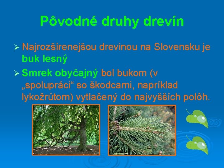 Pôvodné druhy drevín Ø Najrozšírenejšou drevinou na Slovensku je buk lesný Ø Smrek obyčajný