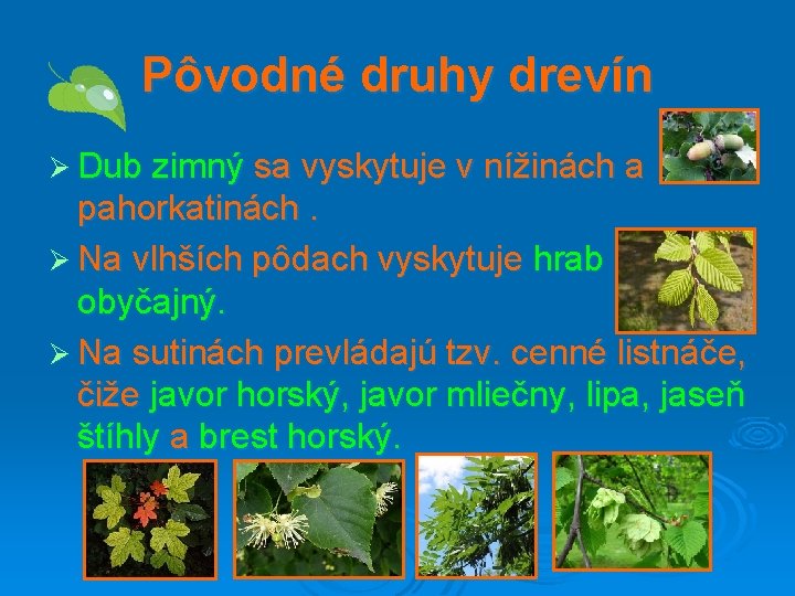 Pôvodné druhy drevín Ø Dub zimný sa vyskytuje v nížinách a pahorkatinách. Ø Na