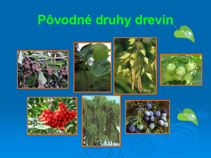 Pôvodné druhy drevín 