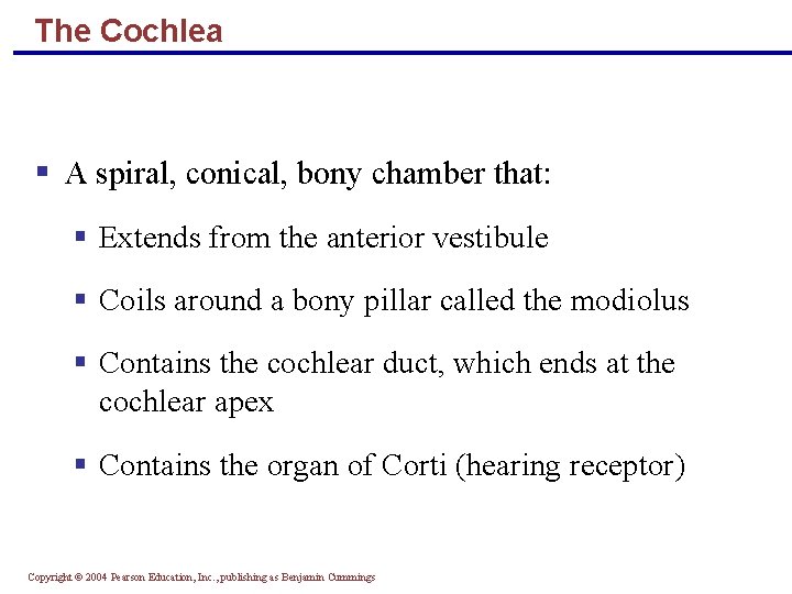 The Cochlea § A spiral, conical, bony chamber that: § Extends from the anterior
