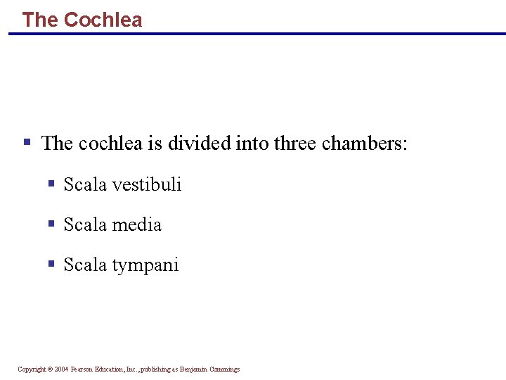 The Cochlea § The cochlea is divided into three chambers: § Scala vestibuli §