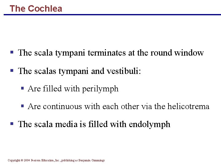 The Cochlea § The scala tympani terminates at the round window § The scalas