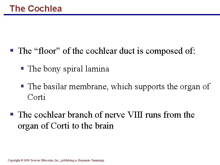 The Cochlea § The “floor” of the cochlear duct is composed of: § The