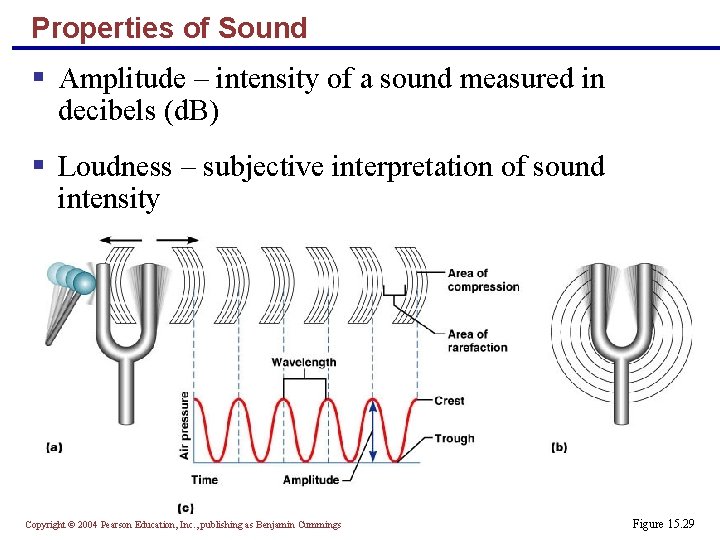 Properties of Sound § Amplitude – intensity of a sound measured in decibels (d.