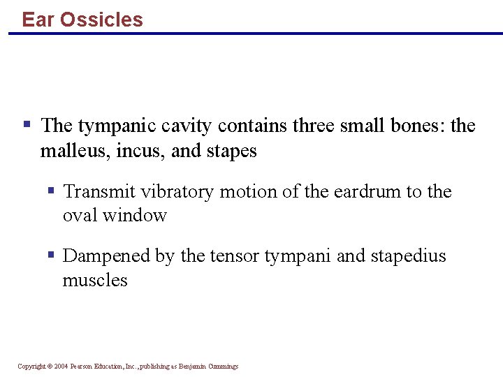 Ear Ossicles § The tympanic cavity contains three small bones: the malleus, incus, and