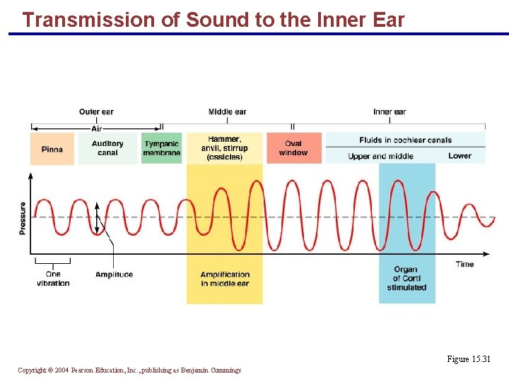 Transmission of Sound to the Inner Ear Figure 15. 31 Copyright © 2004 Pearson