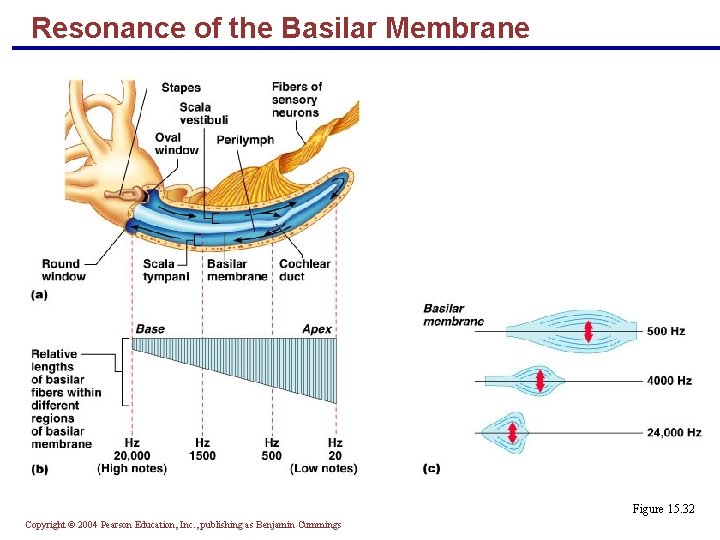 Resonance of the Basilar Membrane Figure 15. 32 Copyright © 2004 Pearson Education, Inc.