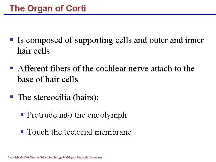 The Organ of Corti § Is composed of supporting cells and outer and inner