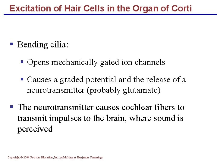 Excitation of Hair Cells in the Organ of Corti § Bending cilia: § Opens