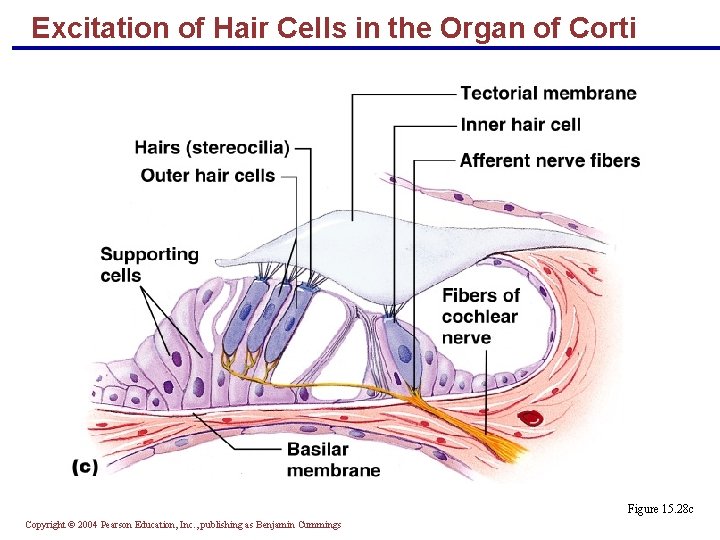 Excitation of Hair Cells in the Organ of Corti Figure 15. 28 c Copyright