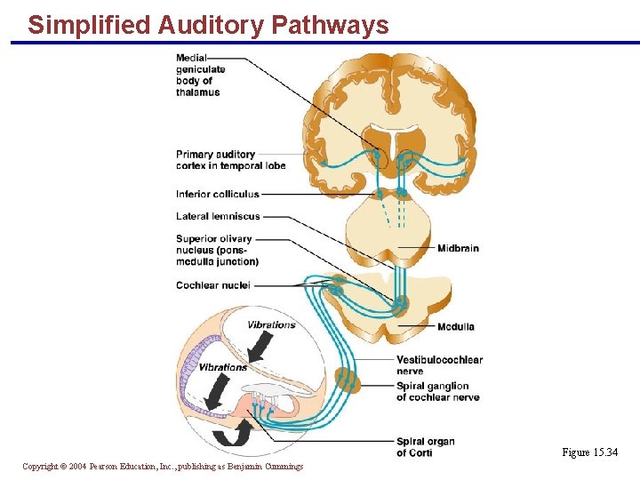 Simplified Auditory Pathways Figure 15. 34 Copyright © 2004 Pearson Education, Inc. , publishing