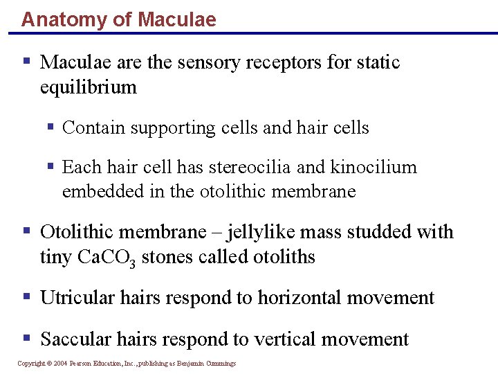 Anatomy of Maculae § Maculae are the sensory receptors for static equilibrium § Contain