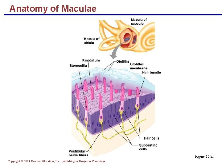 Anatomy of Maculae Figure 15. 35 Copyright © 2004 Pearson Education, Inc. , publishing