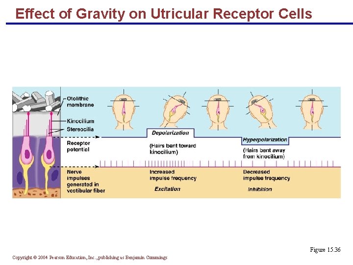 Effect of Gravity on Utricular Receptor Cells Figure 15. 36 Copyright © 2004 Pearson