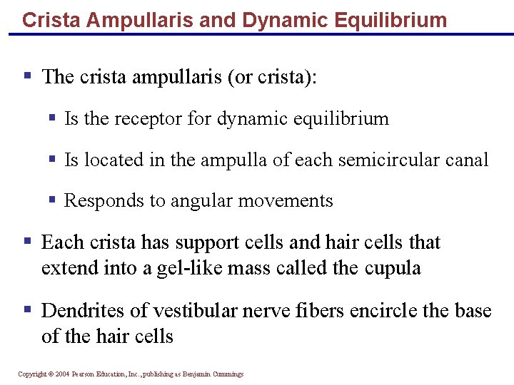 Crista Ampullaris and Dynamic Equilibrium § The crista ampullaris (or crista): § Is the