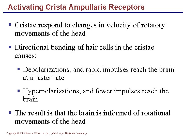 Activating Crista Ampullaris Receptors § Cristae respond to changes in velocity of rotatory movements