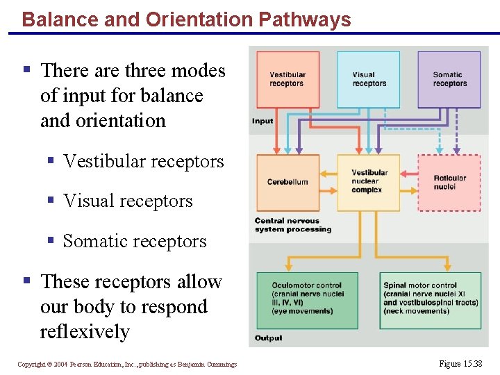 Balance and Orientation Pathways § There are three modes of input for balance and