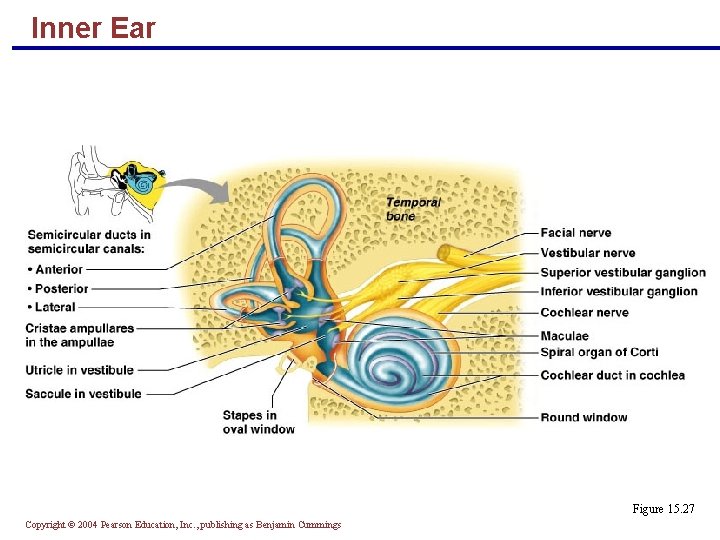 Inner Ear Figure 15. 27 Copyright © 2004 Pearson Education, Inc. , publishing as