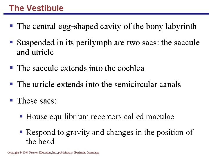 The Vestibule § The central egg-shaped cavity of the bony labyrinth § Suspended in