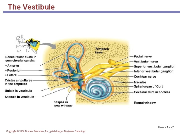 The Vestibule Figure 15. 27 Copyright © 2004 Pearson Education, Inc. , publishing as