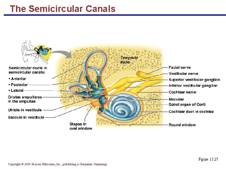 The Semicircular Canals Figure 15. 27 Copyright © 2004 Pearson Education, Inc. , publishing