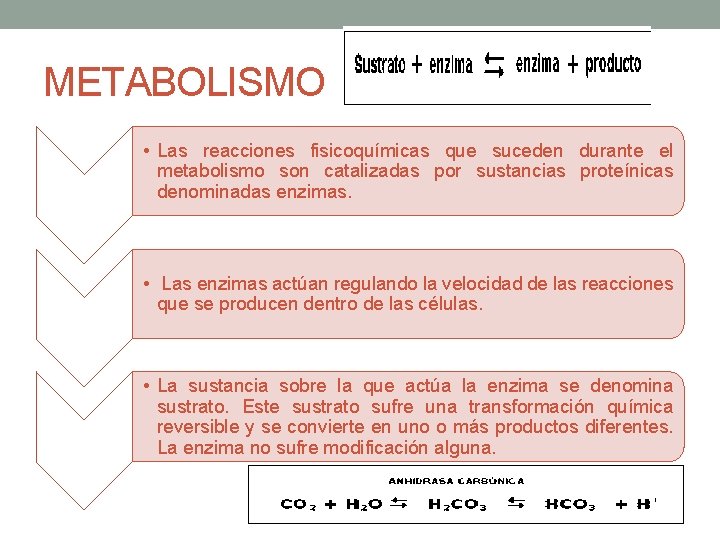 METABOLISMO • Las reacciones fisicoquímicas que suceden durante el metabolismo son catalizadas por sustancias
